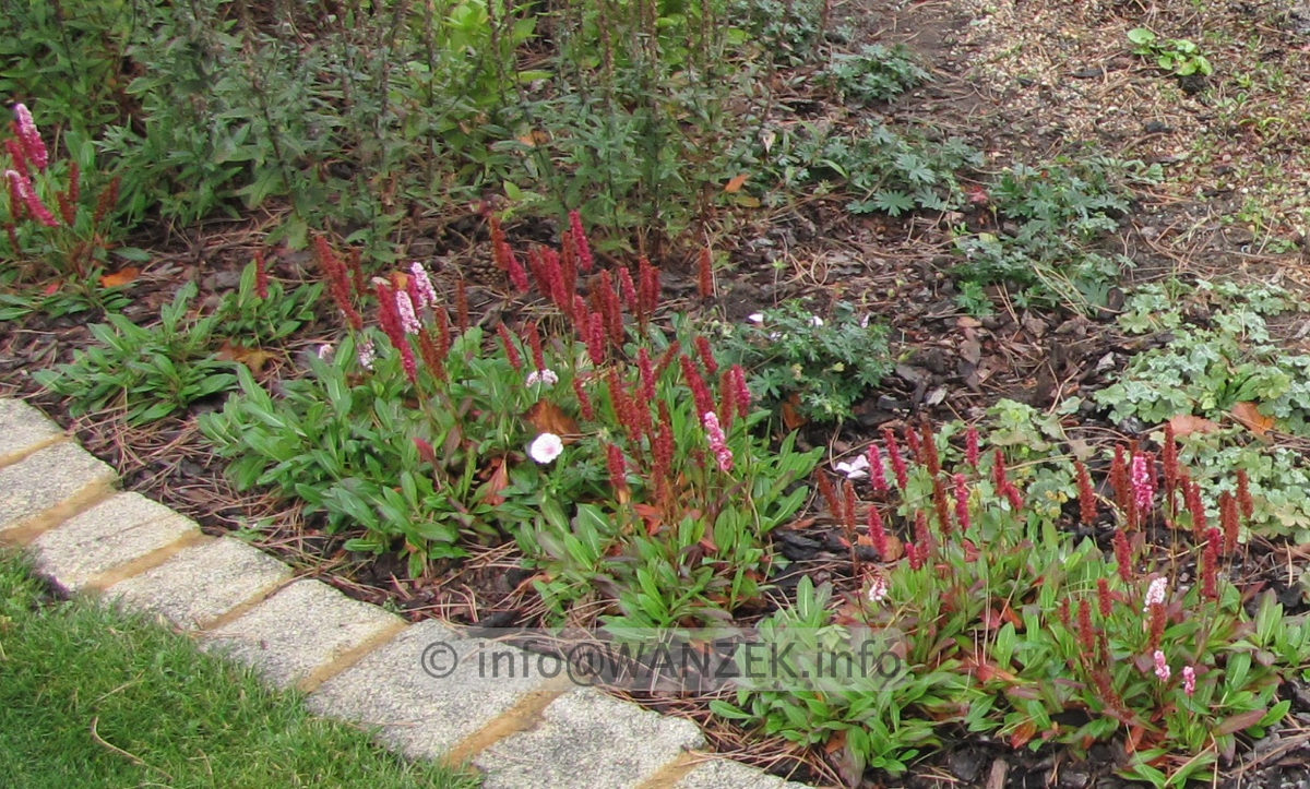 Persicaria affinis Kabouter 02.JPG